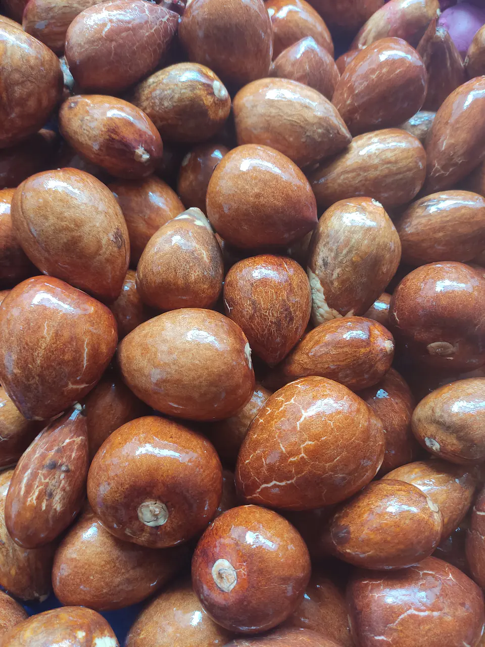 Semillas de Palto Zutano 6