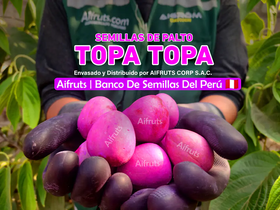Semillas de Palto Topa Topa 3