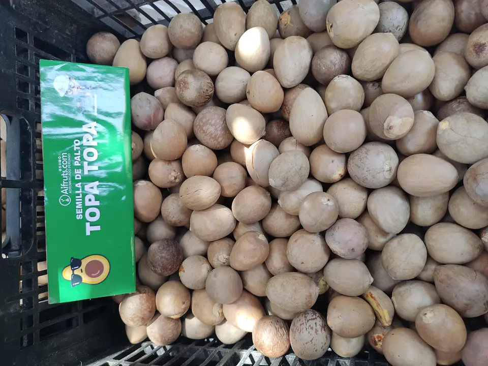 Semillas de Palto Topa Topa 4