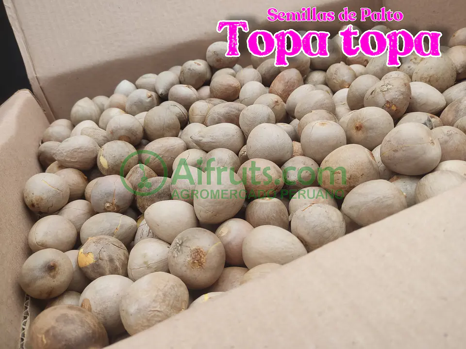 Semillas de Palto Topa Topa 2