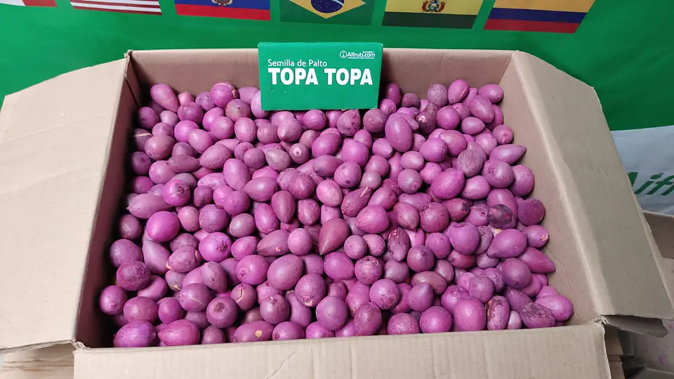 Semillas de Palto Topa Topa 5