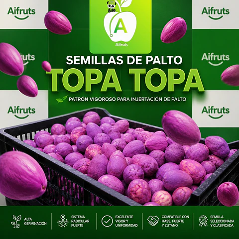 Semillas de Palto Topa Topa