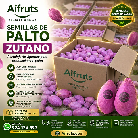 Semillas de Palto Zutano