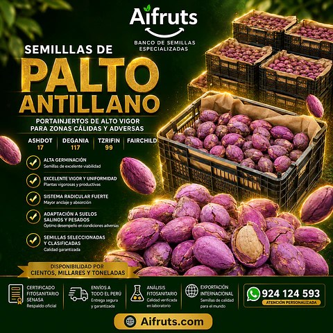 Semillas de Palto Antillano  (Variedades: Ashdot, Degania, Tzrifin y Fairchild)