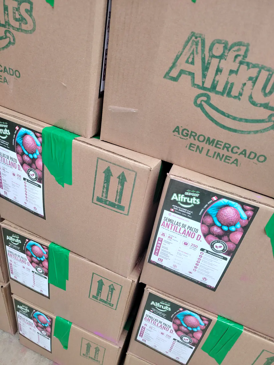 Semillas de Palto Antillano  (Variedades: Ashdot, Degania, Tzrifin y Fairchild) 7