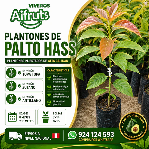 Plantones de Palto Hass