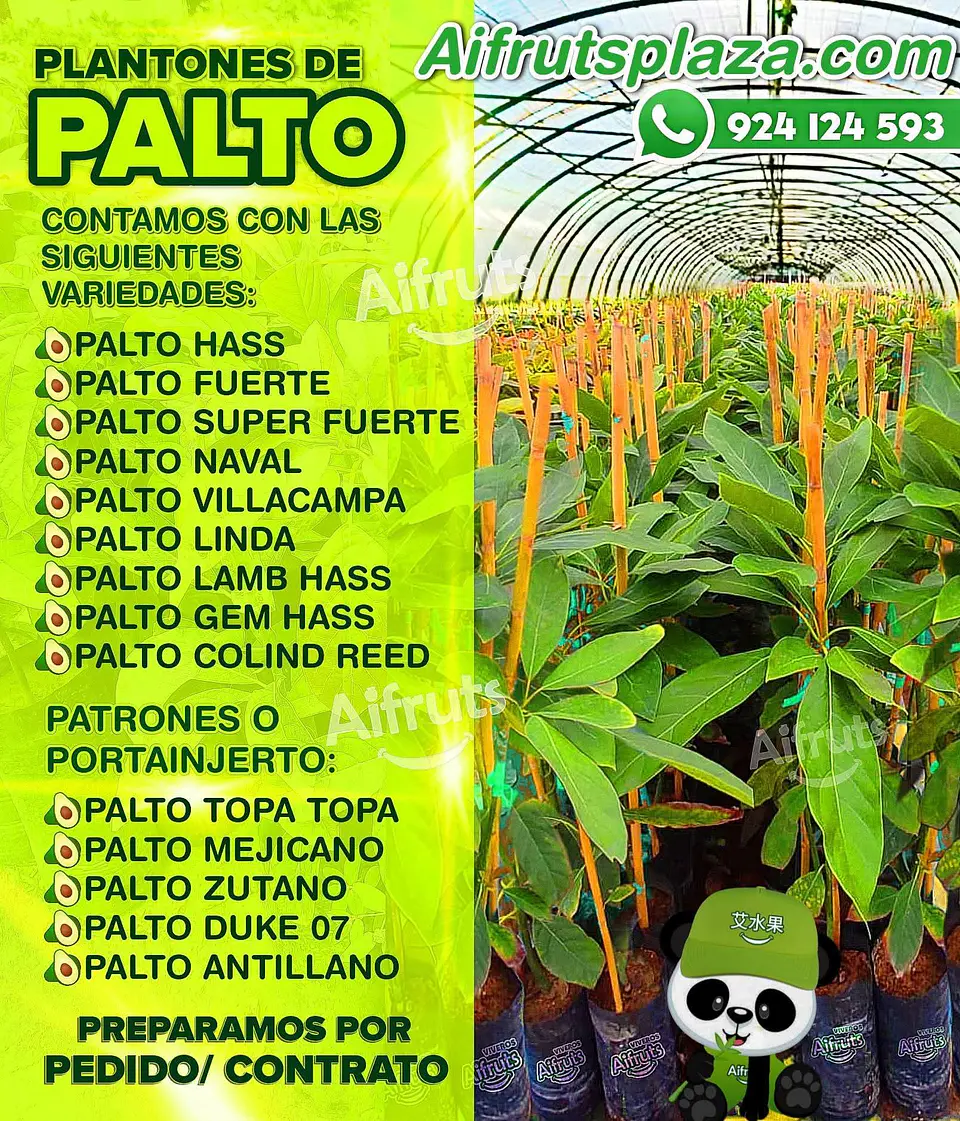 Plantones de Palto Hass 8