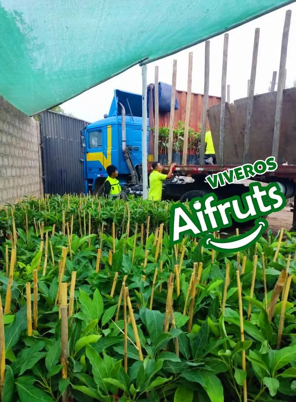 Plantones de Palto Hass 10