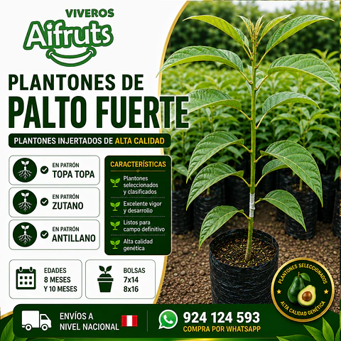 Plantones de Palto Fuerte