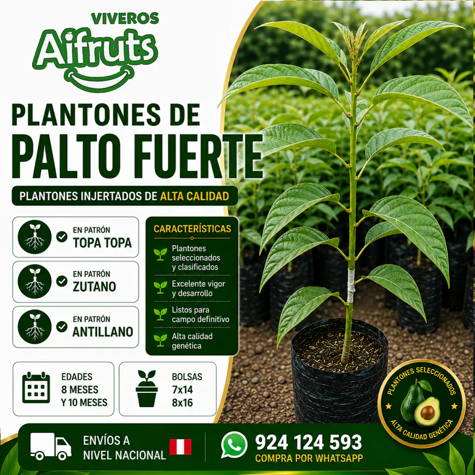 Plantones de Palto Fuerte 1