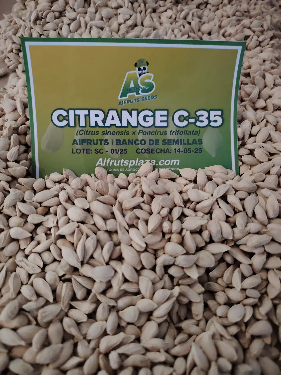 Semillas de Citrange C35 2