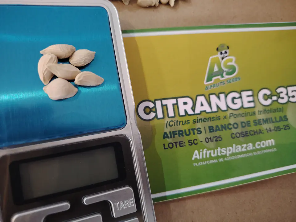 Semillas de Citrange C35 5