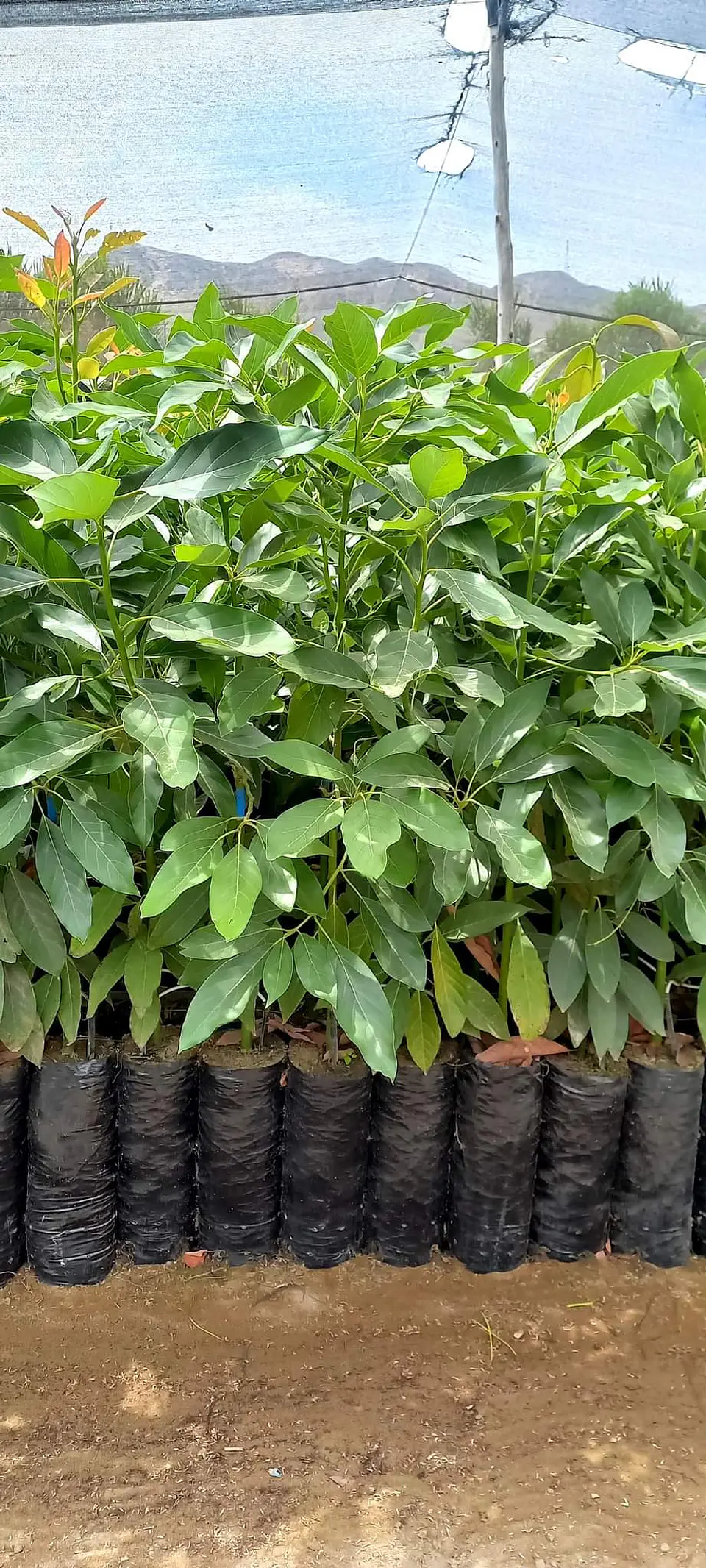Plantones de Palto Fuerte 7
