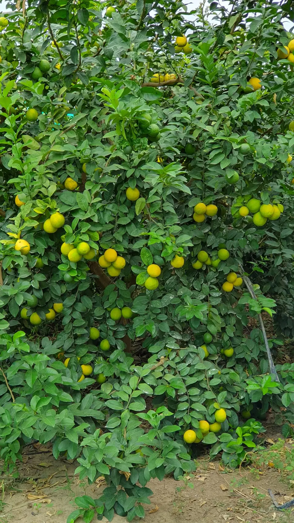 Semillas de Citrus Volkameriano 6