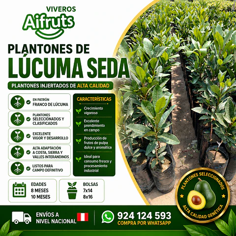 Plantones de Lúcuma Seda