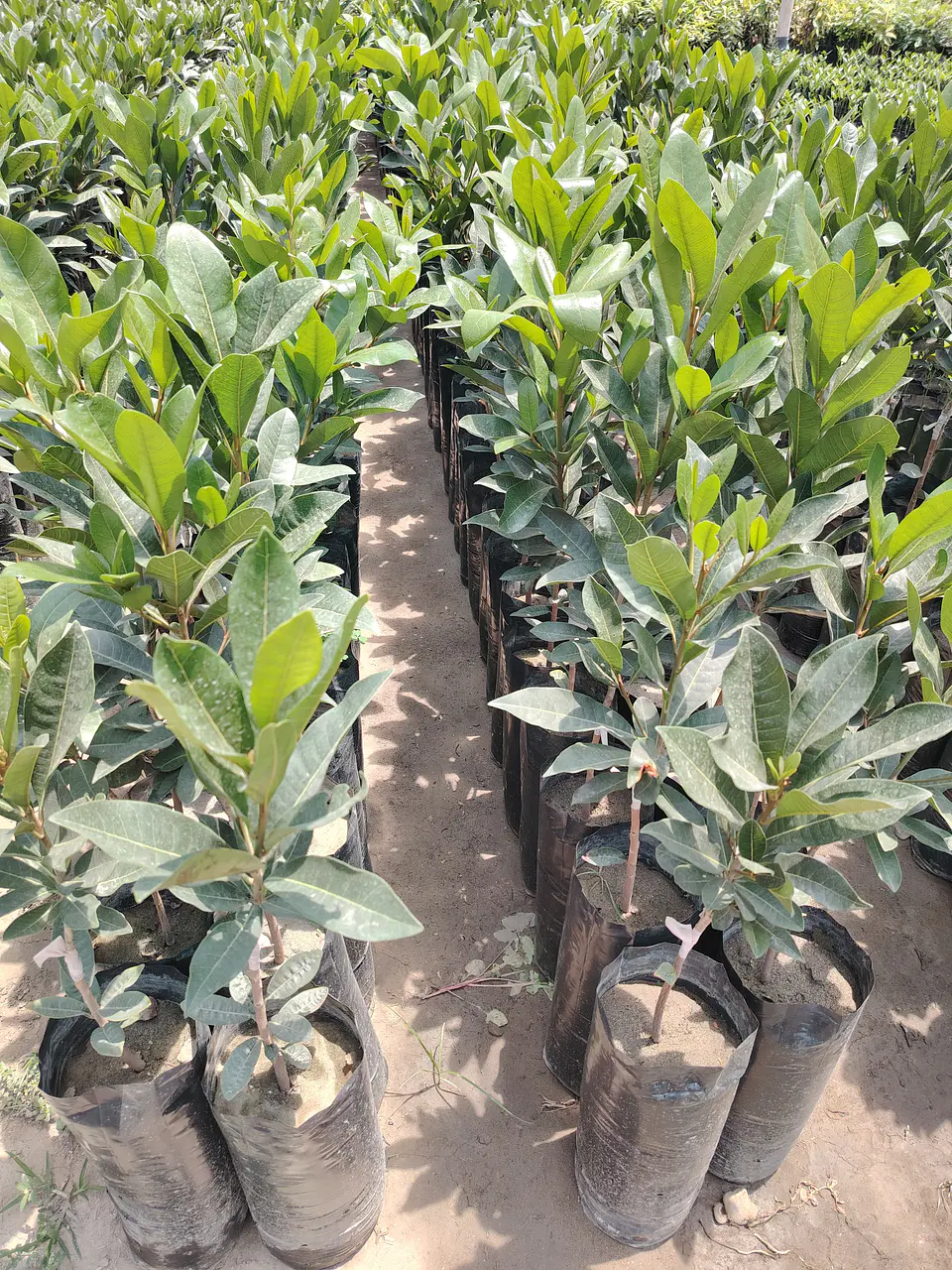 Plantones de Lúcuma Seda 2