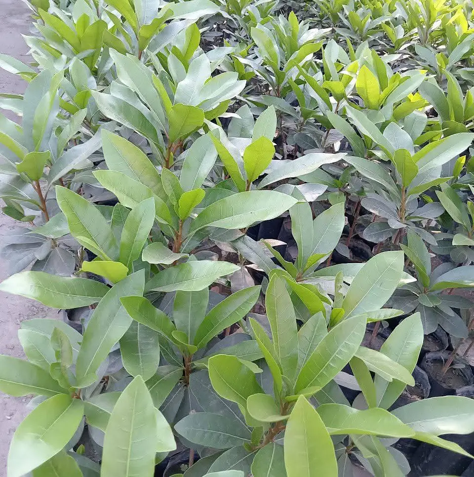 Plantones de Lúcuma Seda 3