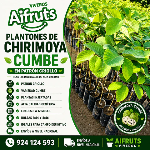 Plantones de Chirimoya Cumbe