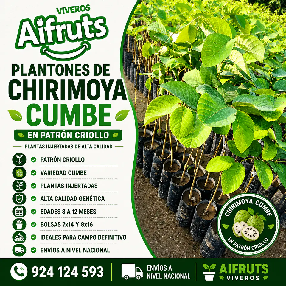 Plantones de Chirimoya Cumbe 1