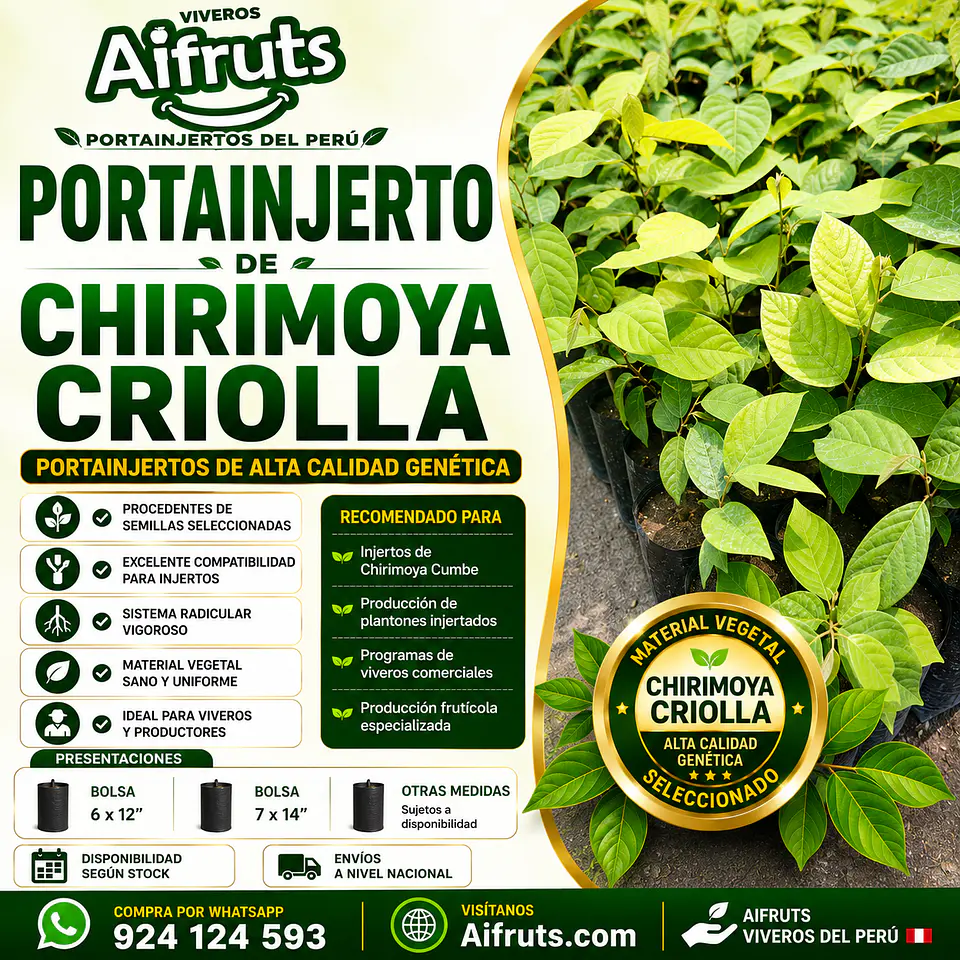 Patrones de Chirimoya Criolla 1