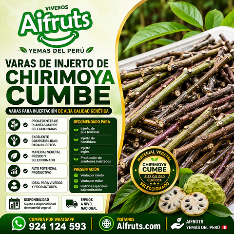 Yemas y Varas de Chirimoya Cumbe