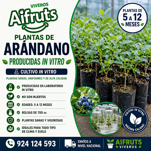 Plantón de Arándano Biloxi / Emerald