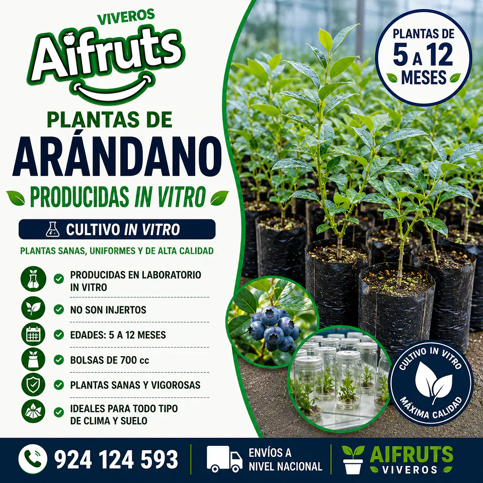 Plantón de Arándano Biloxi / Emerald 1