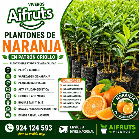 Plantones de Naranja