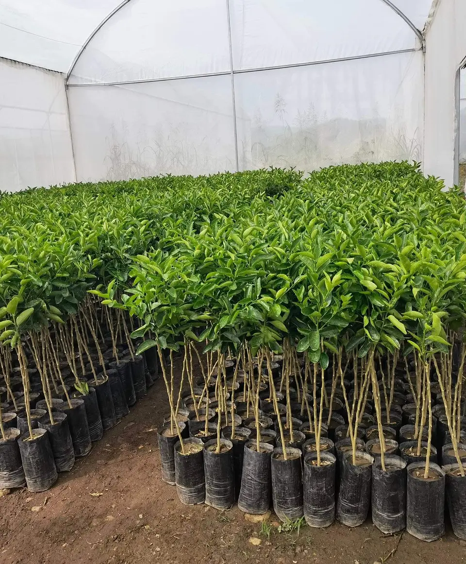 Plantones de Naranja 3