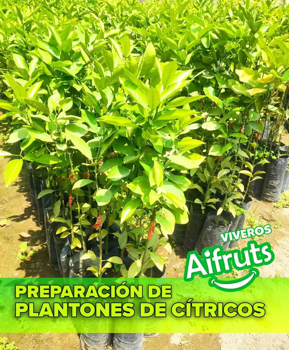 Plantones de Naranja 2