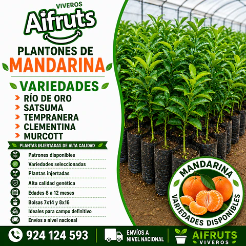 Plantones de Mandarina