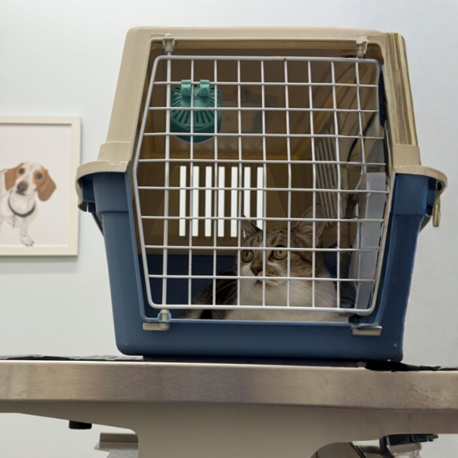 Difusor Calmante Relajante Feromonas Antiestrés Gatos 7