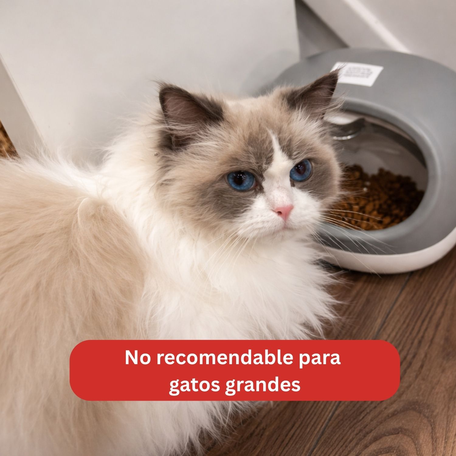 Comedero Automático RFID Antirobo Comida Gatos  7