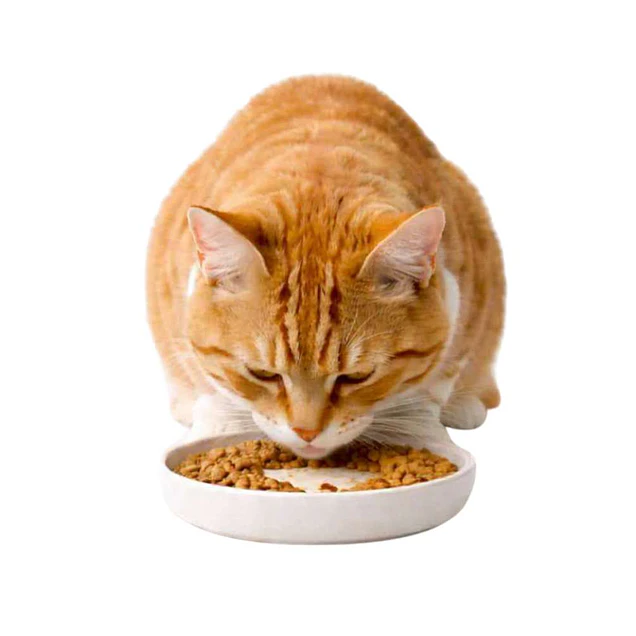 Alimentacion programada gatos