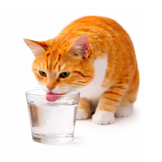 Hidratacion bebedero gatos