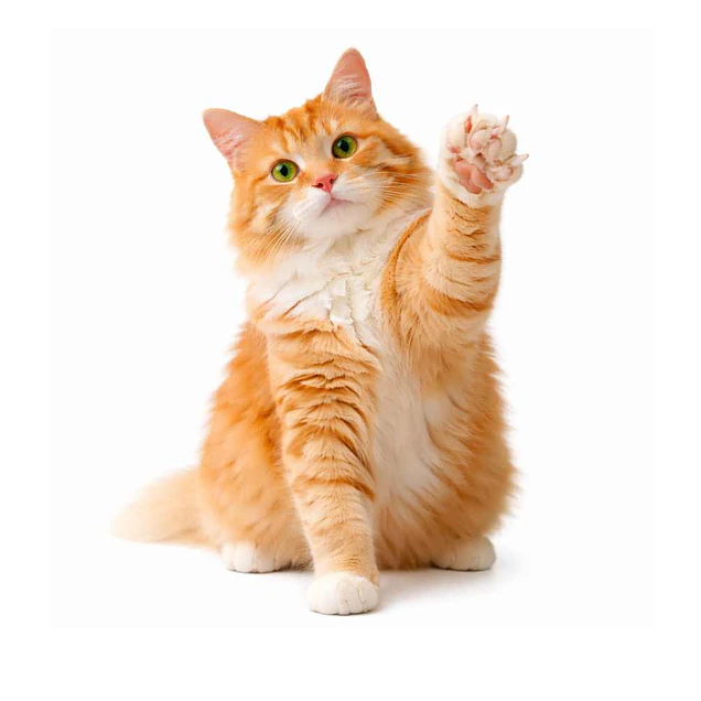 cuidado-hogar-arañazos-gatos