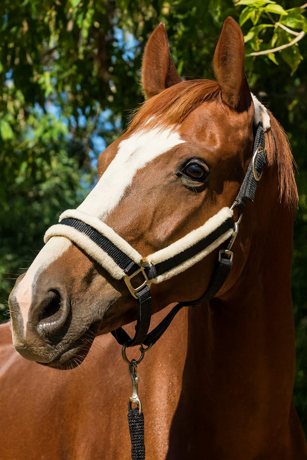 Jáquima Negra con Piel Sintética + Cabestro Trenzado 1