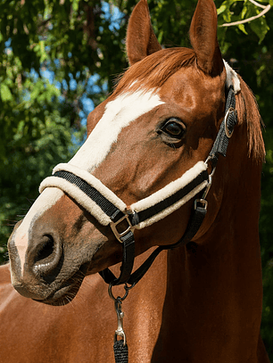 Jáquima Negra con Piel Sintética + Cabestro Trenzado