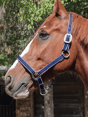 Jáquima Everyday – Azul Marino con Gris