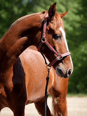 Jáquima Everyday – Rojo