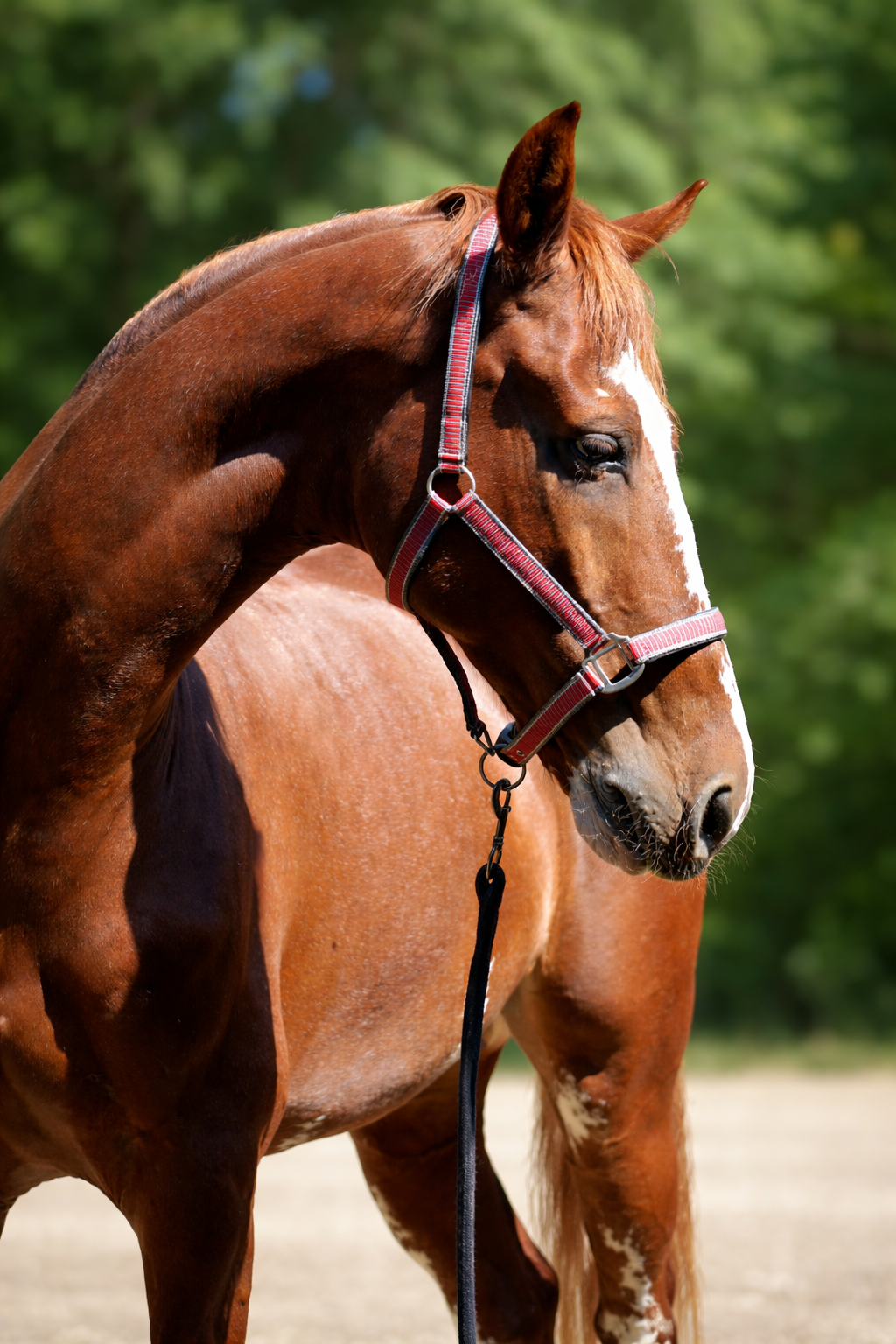 Jáquima Everyday – Rojo 3