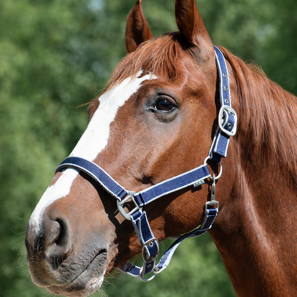 Jáquima Everyday – Azul Marino con Gris 1
