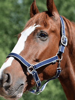 Jáquima Everyday – Azul Marino con Gris