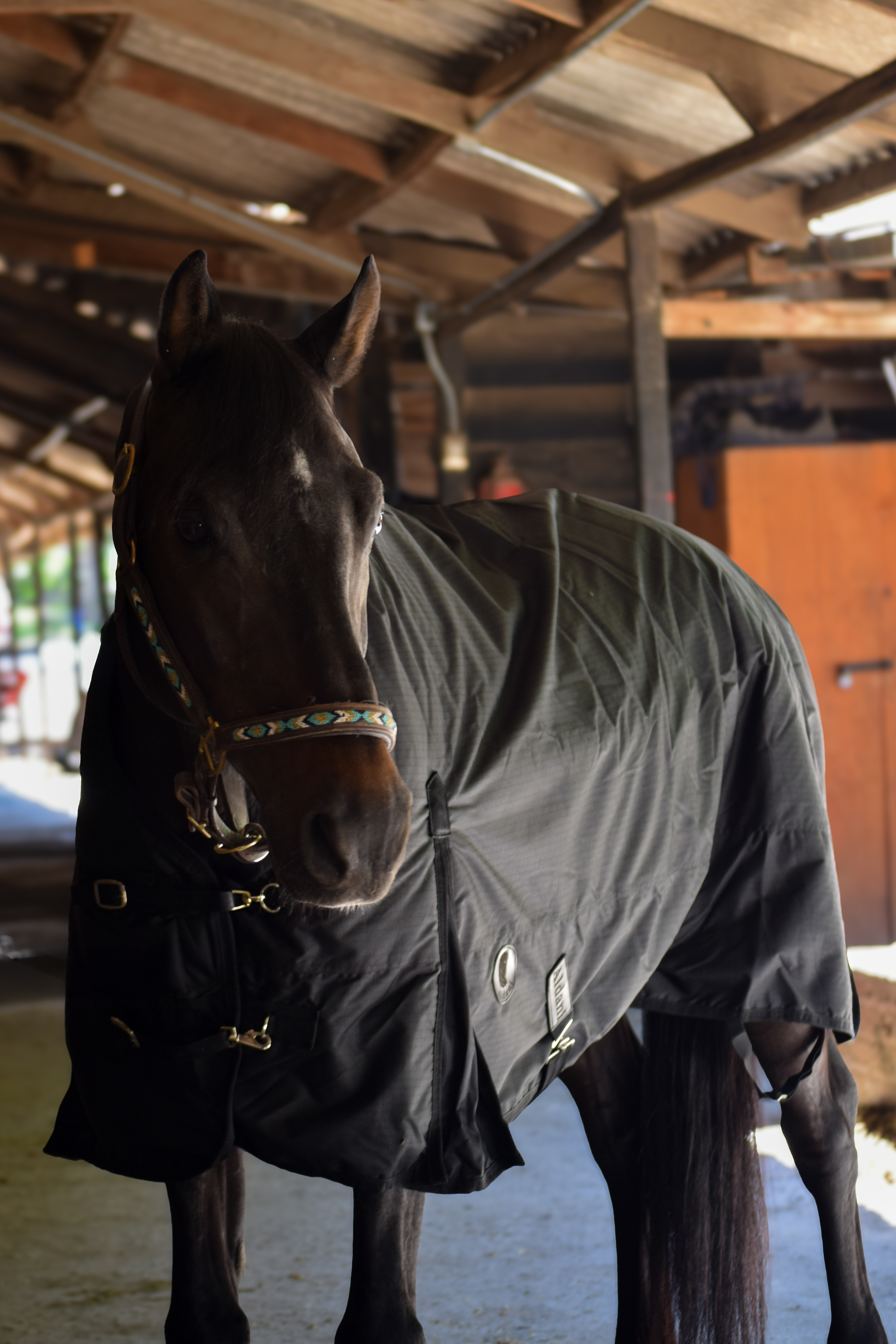 Capa de Invierno 600D Ripstop 300 g Negro | Aldani Ecuestre 2