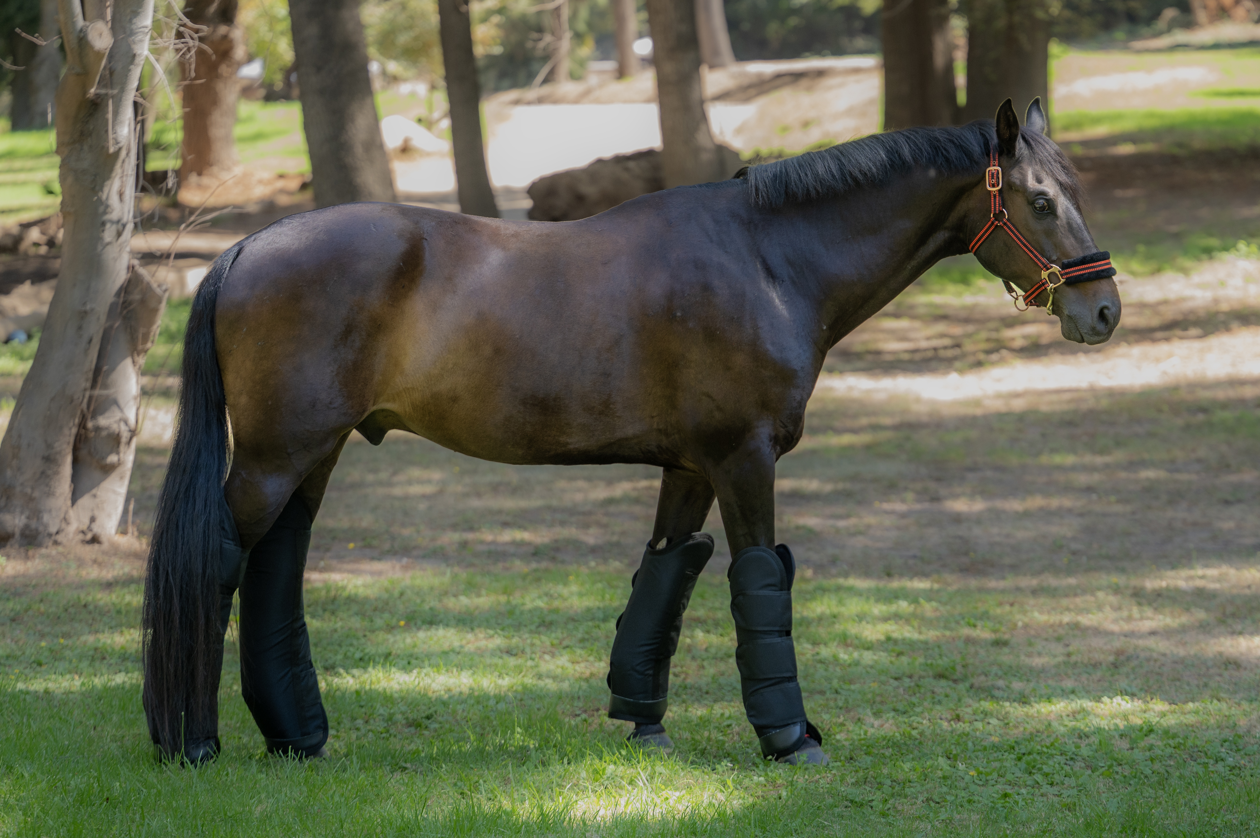 Set de Protecciones de Embarque con aplicaciones de cuero – 4 Piezas 2