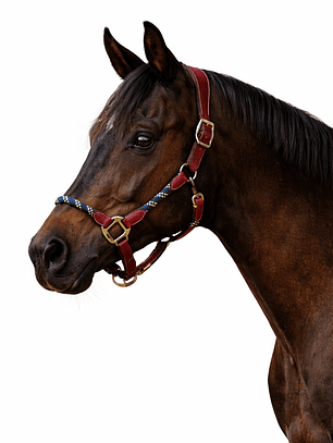 Jáquima de Cuero & Cuerda BBO-HL-13