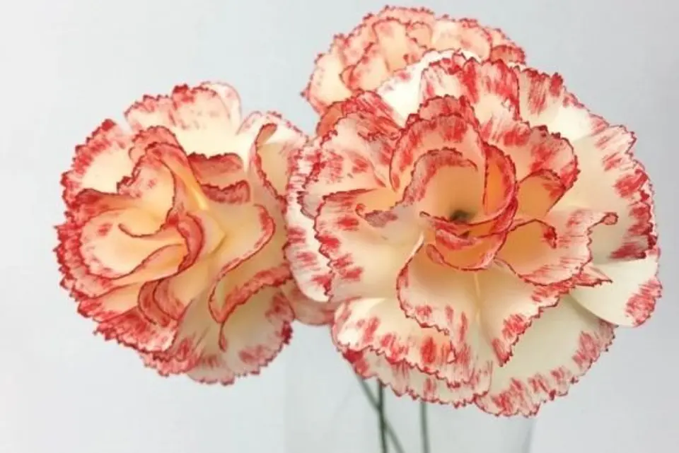 20 Moldes p/ Flores 5