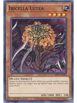 Ibicella Lutea - MP21-EN009 - Common