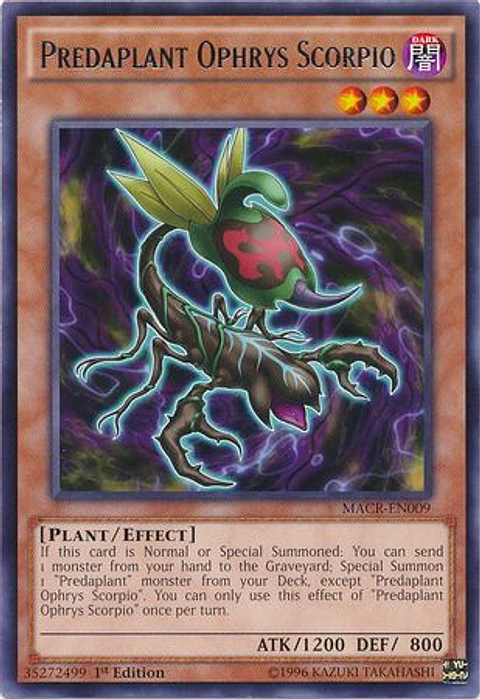 Predaplant Ophrys Scorpio - MACR-EN009 - Rare