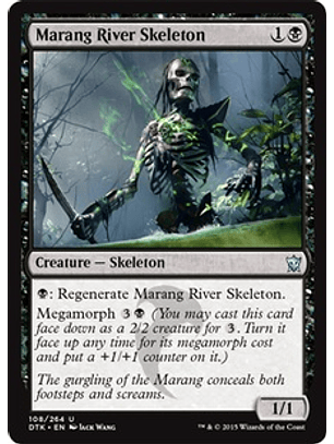 Marang River Skeleton - DTK